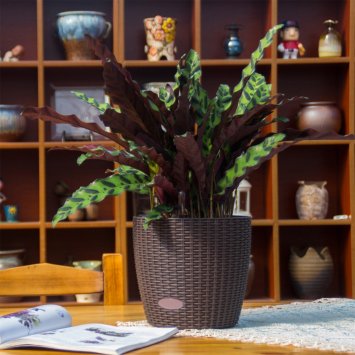 Blumentopf Nessa Hydro 21,5 cm Braun