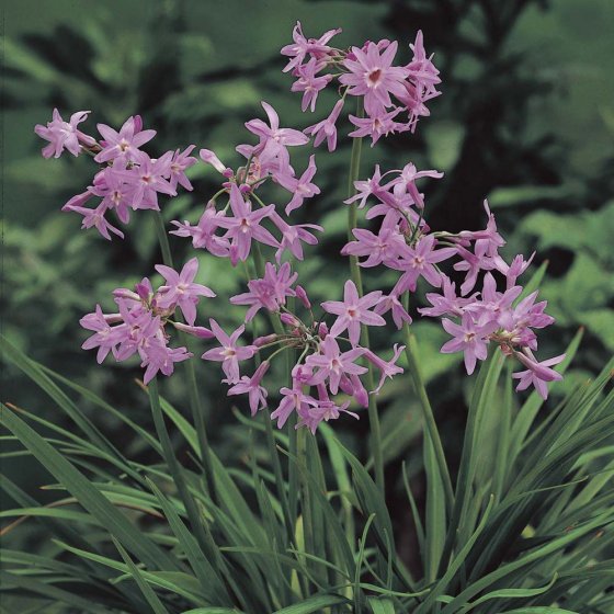 Tulbaghia Wilder Knoblauch - 5er Set 