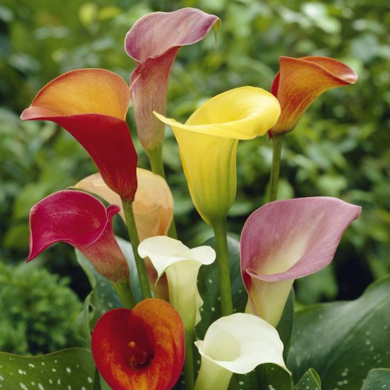 Arum-Aronstab - 5 Zwiebeln