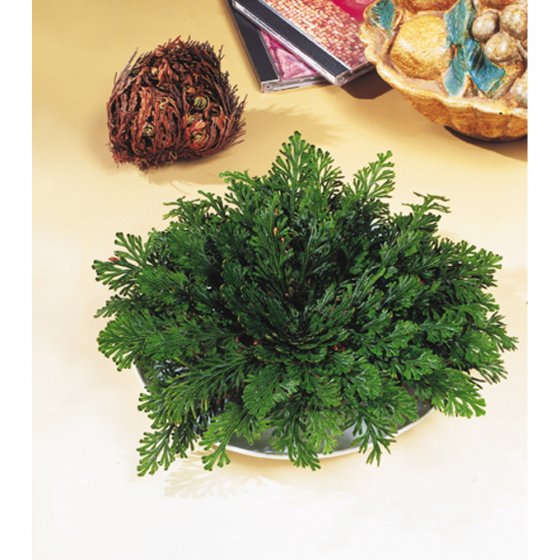 Rose von Jericho 6er-Set