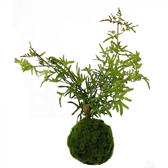 Kunstpflanze Farn-Busch Flora