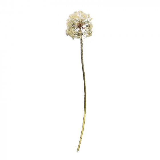 Kunstblume Pusteblume Flora