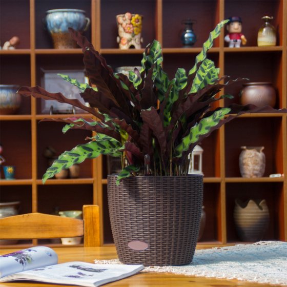 Blumentopf Hydro Ø 21 cm 2er Set Nessa Braun 