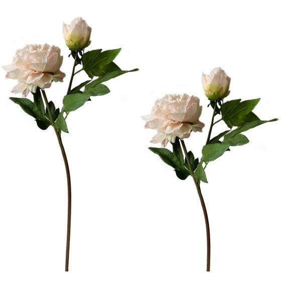 Pfingstrose 2er Set Rosa Flora 