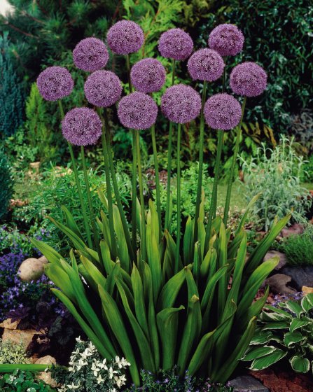Maulwurfschreck-Pflanze (Allium Gladiator) 5 Zwiebeln