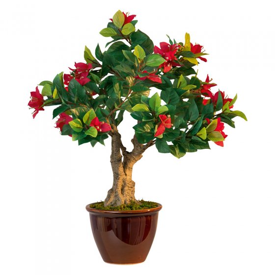 Bonsai-Blütenpracht „Bougainvillea“ 