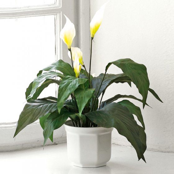 Kunstblume Calla 