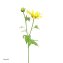 Chrysantheme 74 cm Gelb - 1