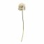 Kunstblume Pusteblume Flora - 1