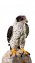 Gartenfalke mit Bewegungsmelder - 1