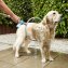 360°-Waschanlage für Hunde - 1