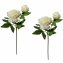 Pfingstrose 2er Set Weiß Flora - 1