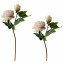 Pfingstrose 2er Set Rosa Flora - 1