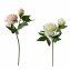 Pfingstrosen 2er Set Flora Weiß/Rosa - 1