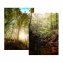Paravent Wald - 1