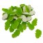 Fruchtgummi grüne Frösche mit weißem Schaumzucker Boden 300g - 1
