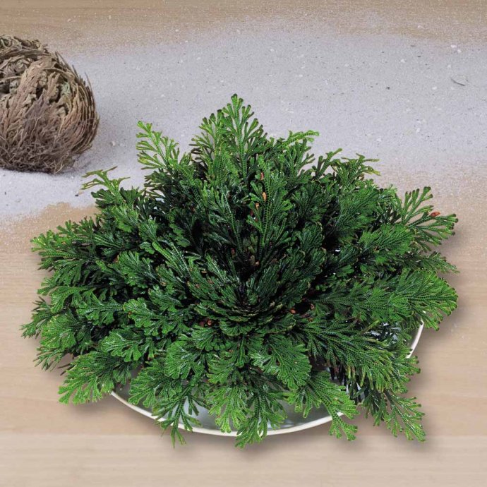 Rose von Jericho 3er-Set