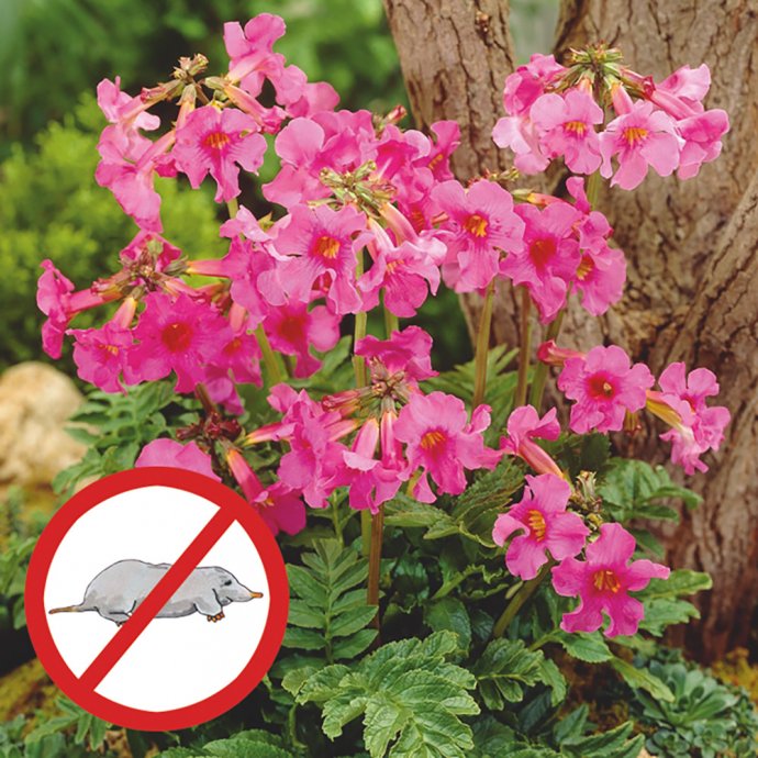 Maulwurfschreck-Pflanze