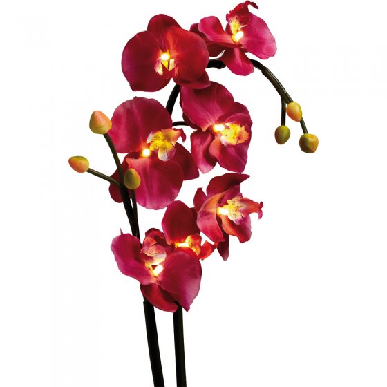 Beleuchtete Orchideen im Übertopf 