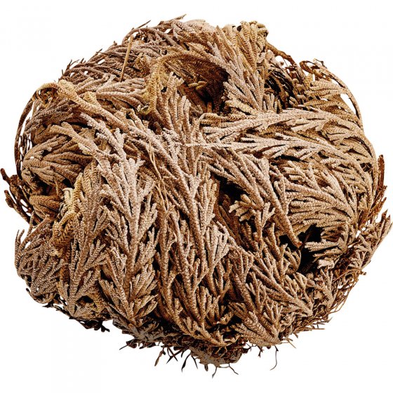 Rose von Jericho 6er-Set