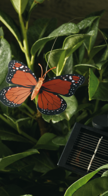 Flatternde Solar-Schmetterlinge 