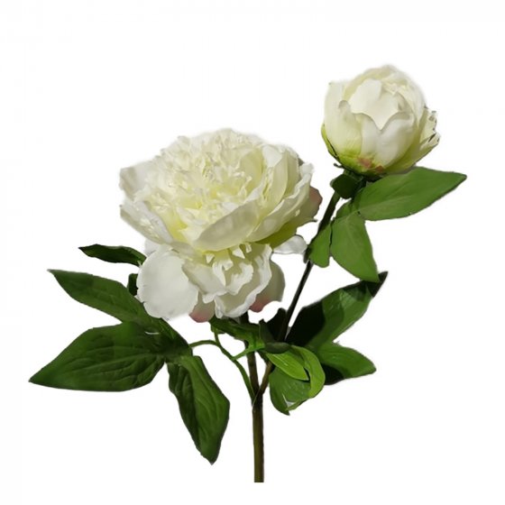 Pfingstrose 2er Set Weiß Flora