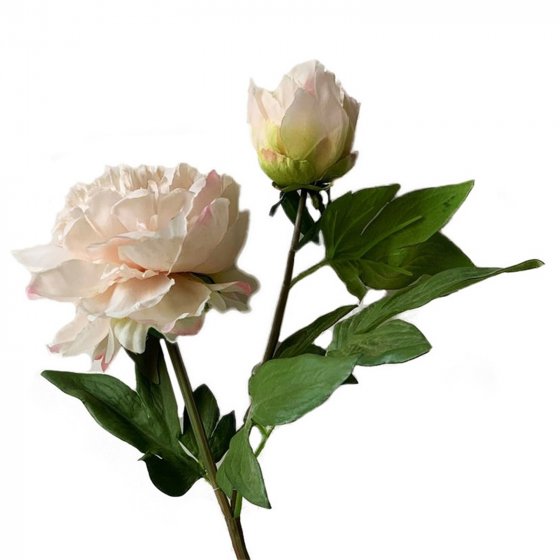 Pfingstrosen 2er Set Flora Weiß/Rosa