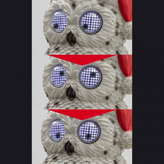 Schneeeule mit Augenbewegung 