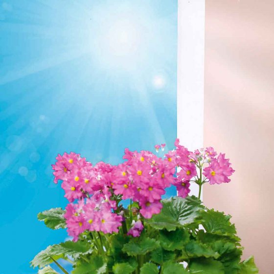 Sonnenschutzfolie 
