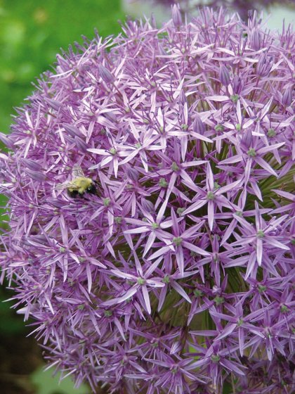 Maulwurfschreck-Pflanze (Allium Gladiator) 5 Zwiebeln