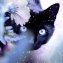 Diamant-Malerei, Katze - 2