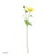 Chrysantheme 74 cm Gelb - 2