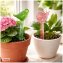 Wasserspender Blumentopf Nessa 2er-Set - 2