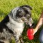 Hunde-Reisetrinkflasche - 2