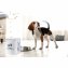 Vorratsdose Tierfutter mit Dosierlöffel Landhaus - 2