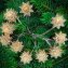 Lichterkette mit 10 LED Schneeflocken - 2