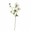 Chrysantheme 74 cm Weiss - 2