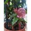 Wasserspender Blumentopf Nessa 2er-Set - 2