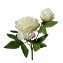 Pfingstrose 2er Set Weiß Flora - 2