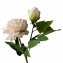 Pfingstrosen 2er Set Flora Weiß/Rosa - 2