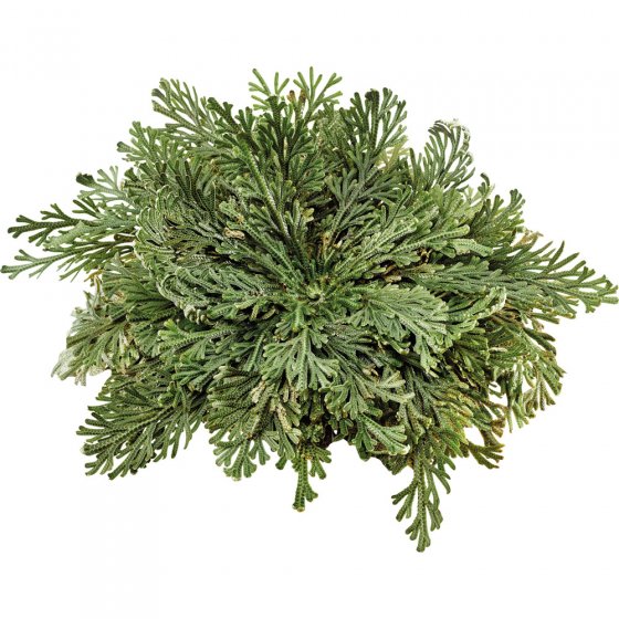 Rose von Jericho 6er-Set