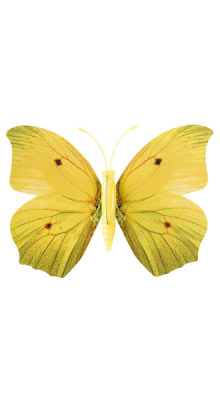 Flatternde Solar-Schmetterlinge 