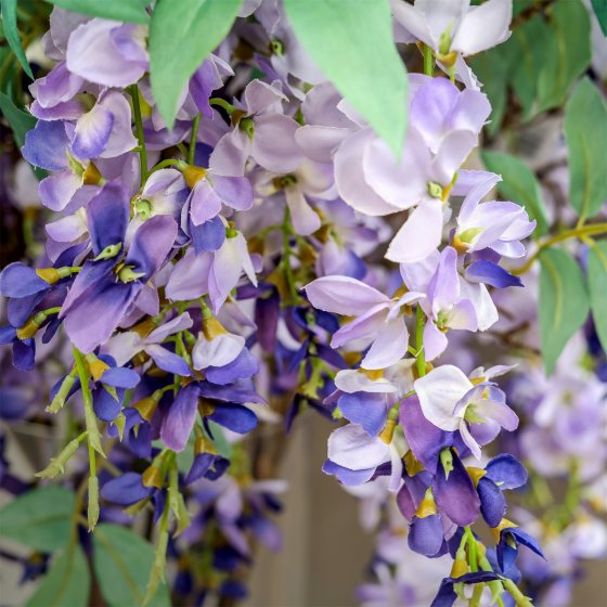 Goldregen, verschiedene Farben Kunstblume Flora Lila