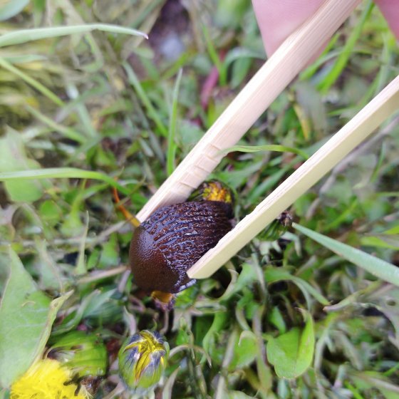 Schneckenzange aus Bambus 