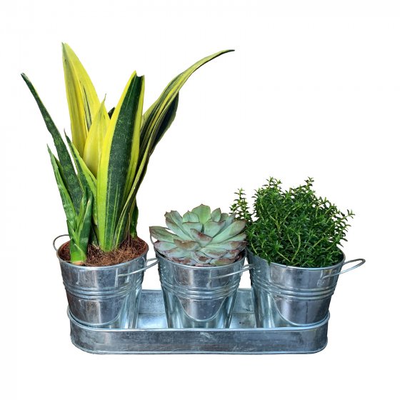 Zinktöpfe 3er-Set dekorative Pflanzgefäße für Fensterbank und Garten 