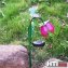 Solarlampe Blume Soley - 3