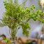 Kunstpflanze Gräser in Vase Flora - 3