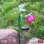Solarlampe Blume Soley - 3