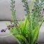 Kunstblume Lavendel in Vase Leilani - 3