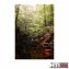 Paravent Wald - 3